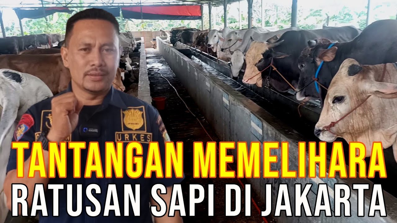 
                                 Grebek-Kandang-Mitra-Sapibagus-Bina-Farm-Di-Jakarta